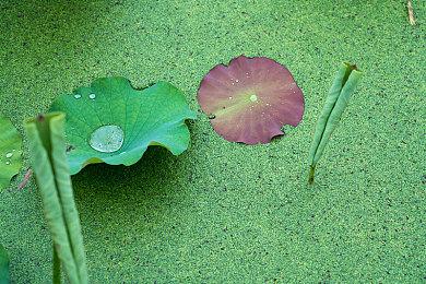 《真三国无双：起源》郭嘉张辽夏侯惇介绍 喜欢哪位？